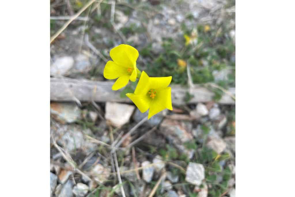 yellow flowers with stone in background, fun hike to do in Granada