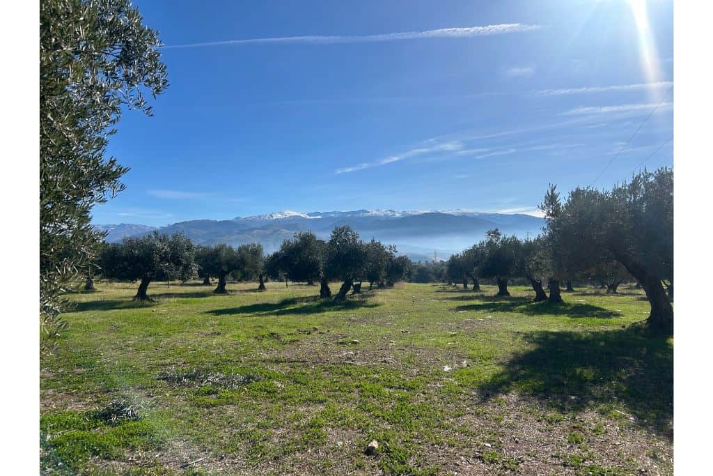 olive grove with Sierra Nevada in the background
