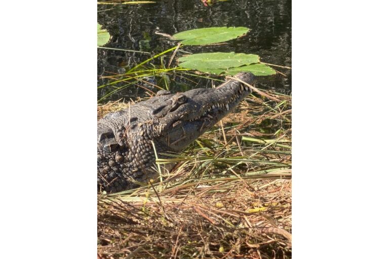 Biscayne and Everglades National Parks