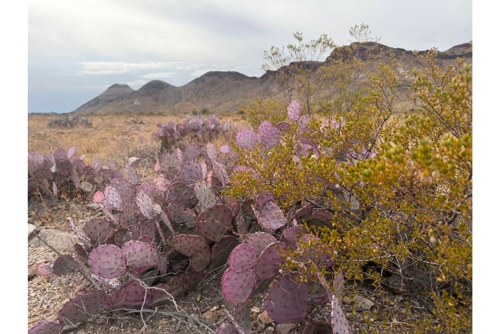 Purple cactus in front of mountains Big Bend National Park