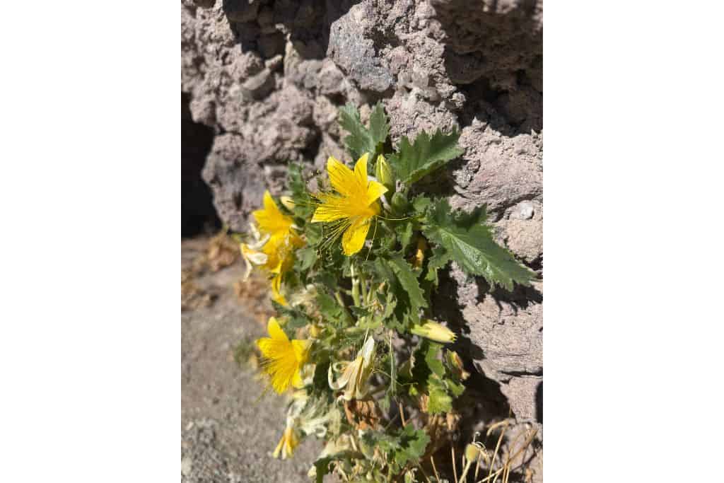Yellow flower growing from rock