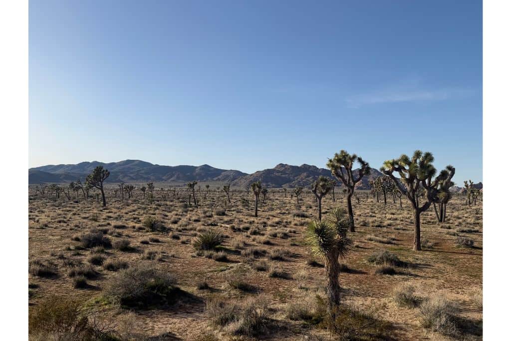 Joshua Tree Forest