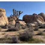 Joshua tree among rock formations