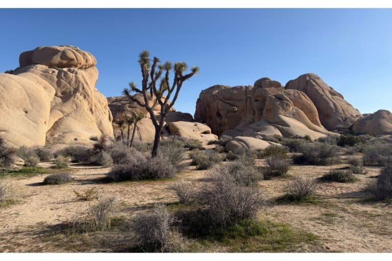 Joshua tree among rock formations
