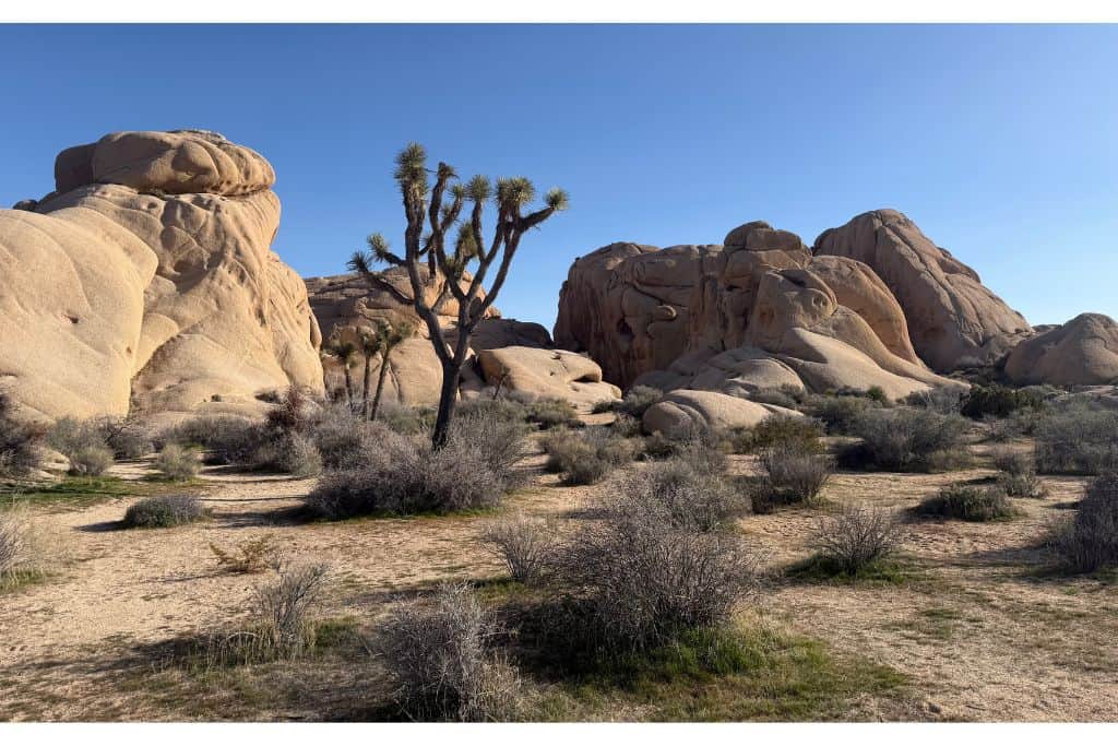Joshua tree among rock formations