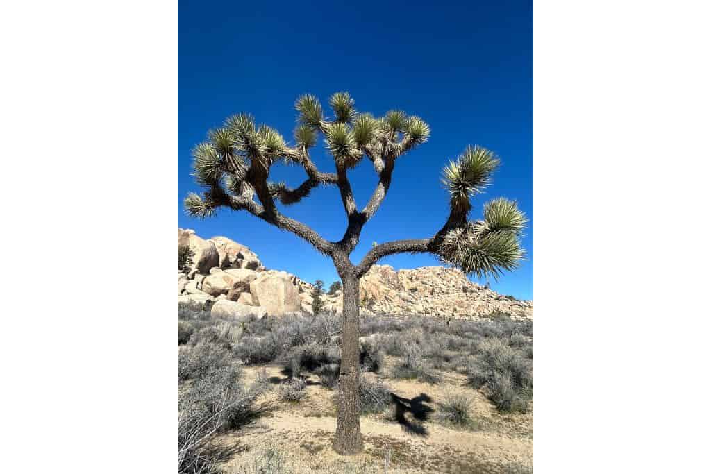 How many days to spend in Joshua Tree National Park