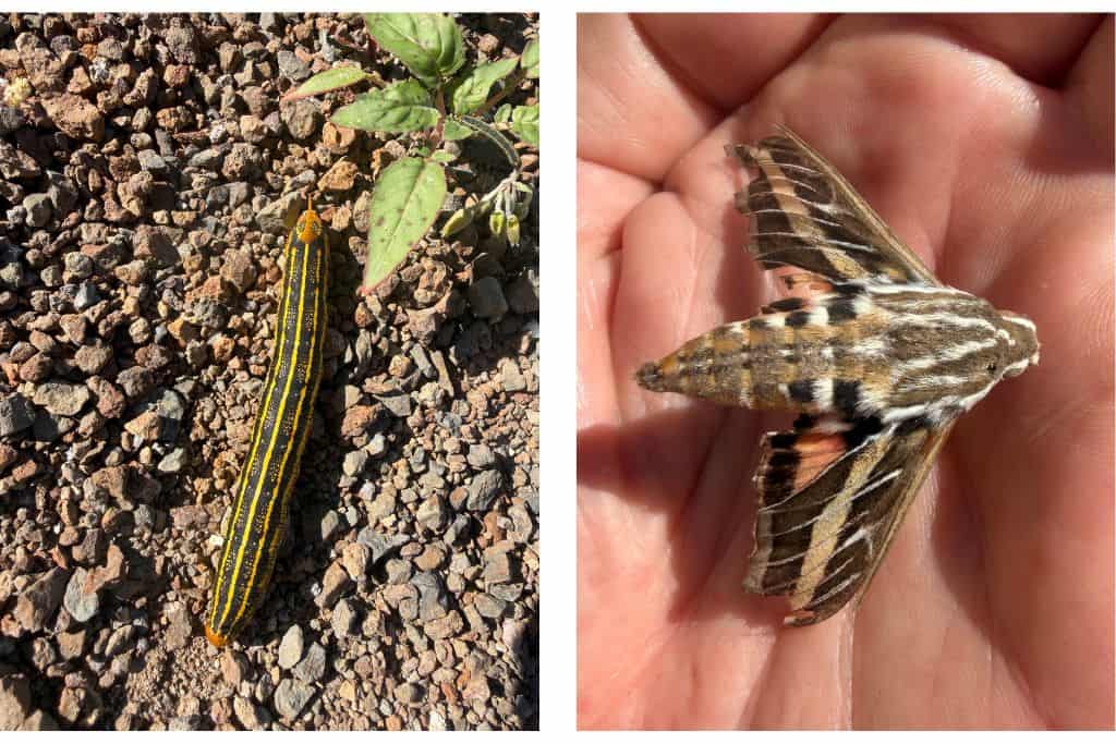Caterpillar and white line sphinx moth 