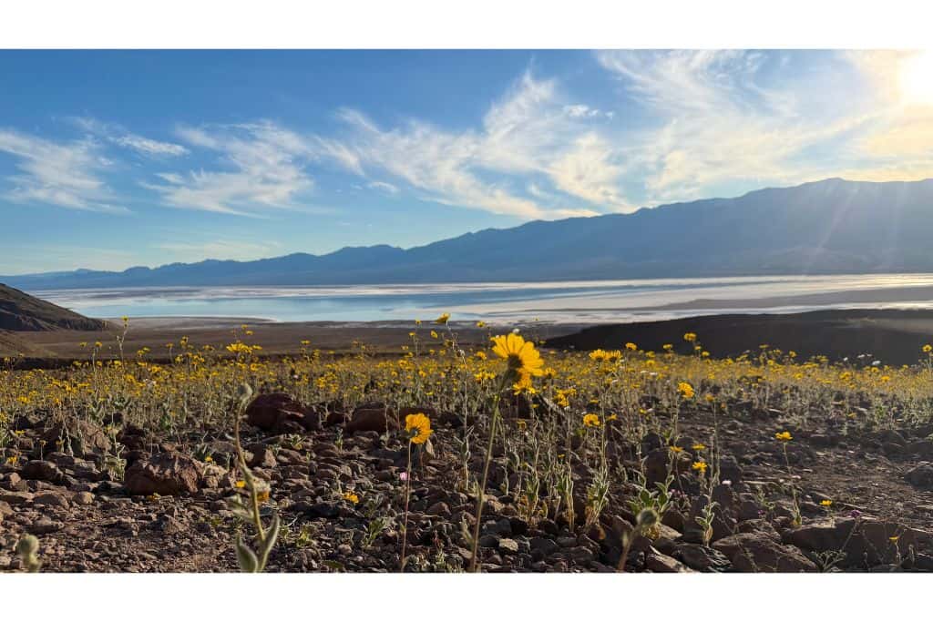flowers above bad water basin death valley