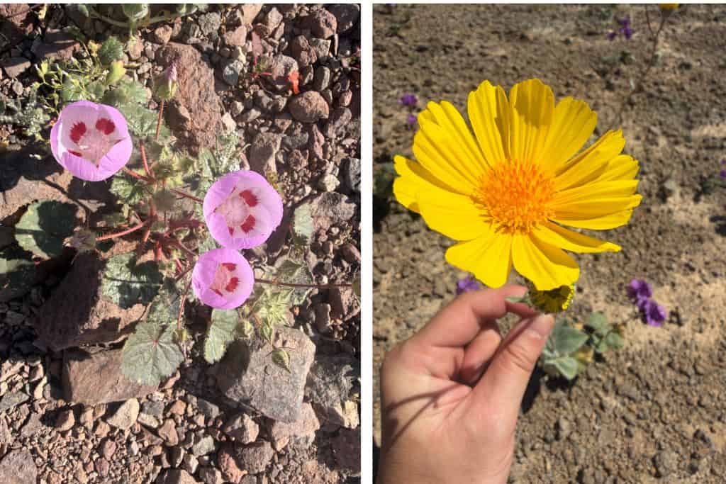 Desert five spot flower and yellow flower 