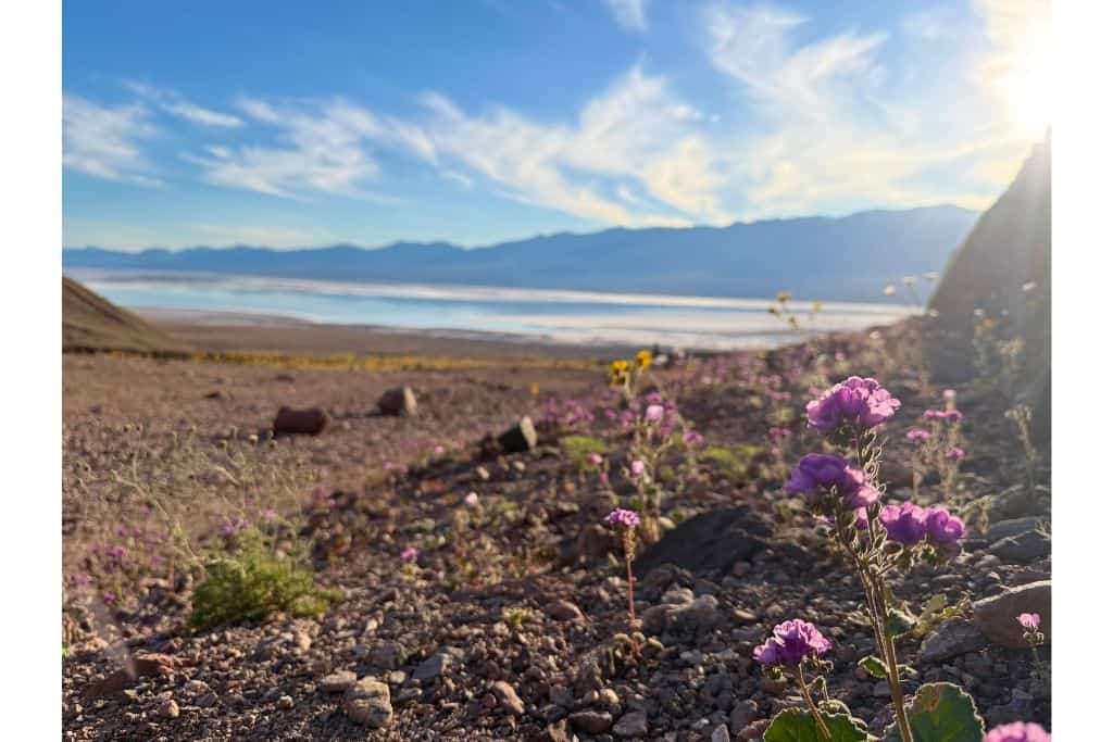 purple flower with mountain and water in background