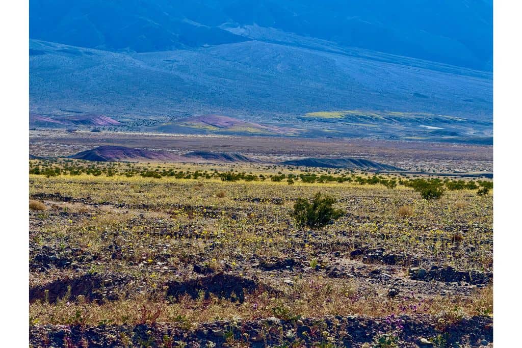 Landscape of purple and yellow wildflowers in Death Valley 