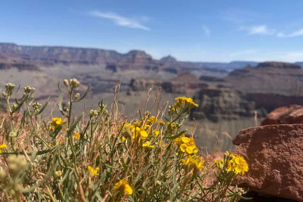 Yellow flowers with Grand Canyon in background