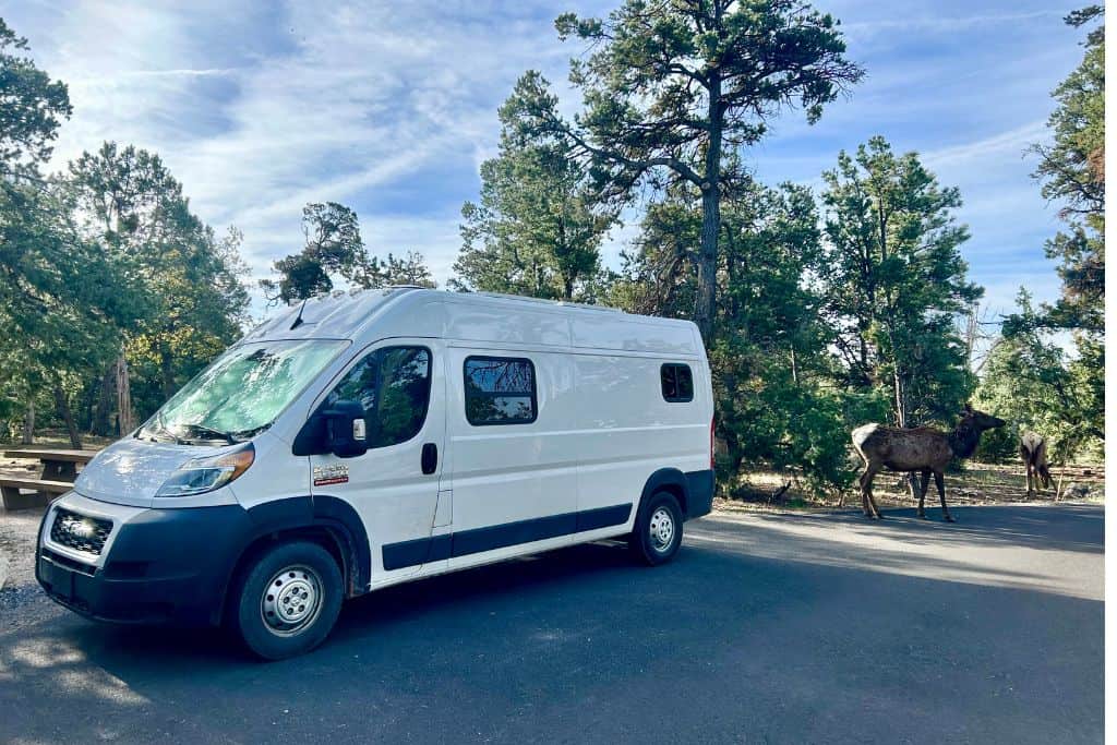 Elk near camper van Grand Canyon
