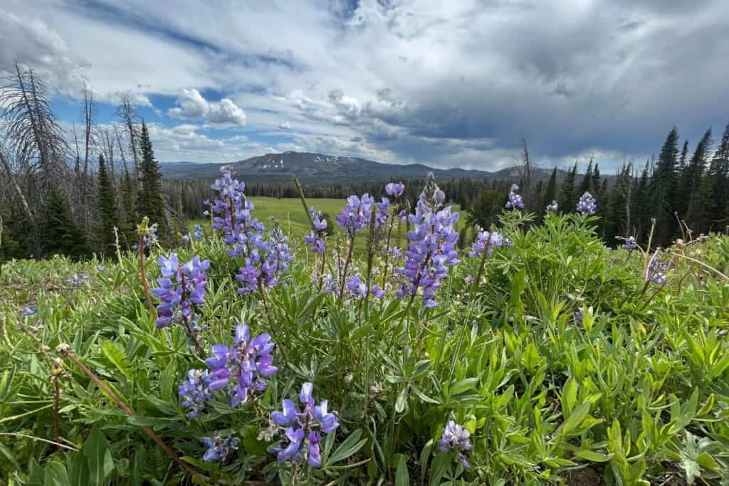 purple flowers with mountains in background